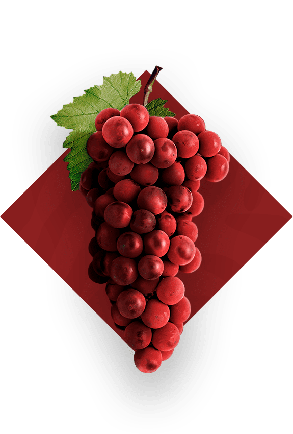 Как сделать вино из винограда Изабелла в домашних условиях